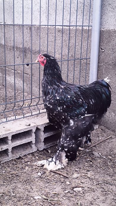 Galos Brahma Mottled