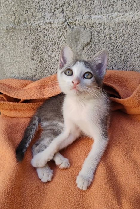 Gatinhos para adoção responsável