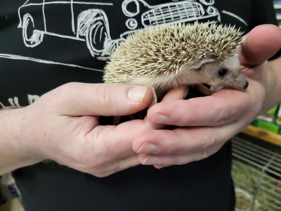 Jeż Pigmejski Afrykański Samica  - Sklep Zoologiczny