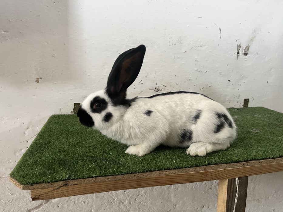 Samiec OSC z rodowodem