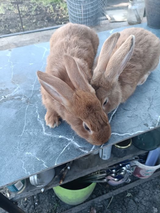 Кролики Віденська Блакитна, Бургундці НЗК НЗБ