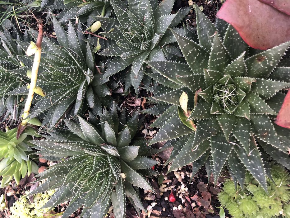 Suculentas - plantas vivas