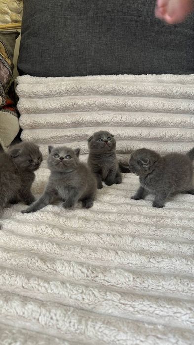 Шотландські кошенята