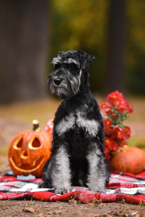 Цуценя цвергшнауцера