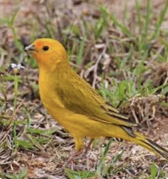 Vendo canario da terra (macho)