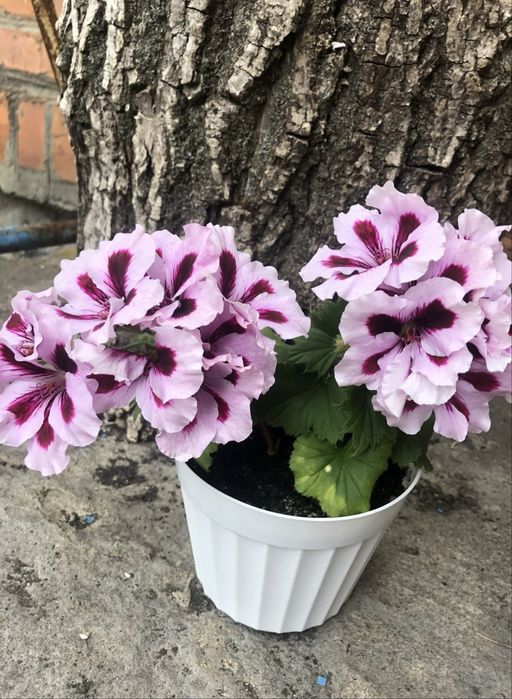 Квіти для душі і радості