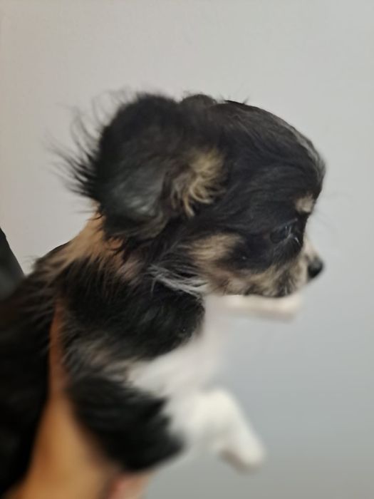 chihuahua macho pelo longo