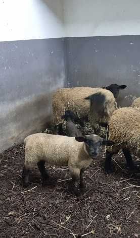 Borregos e Borregas 3 e 4 meses (Suffolk)