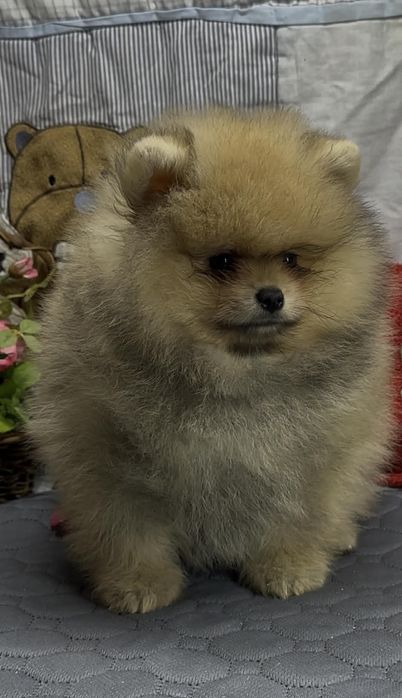 Идеальный кукольный мальчик