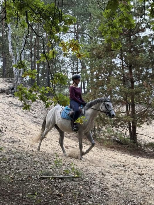 Prawie 5 letni bardzo spokojny wałach