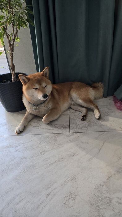 Ищем невесту для вязки