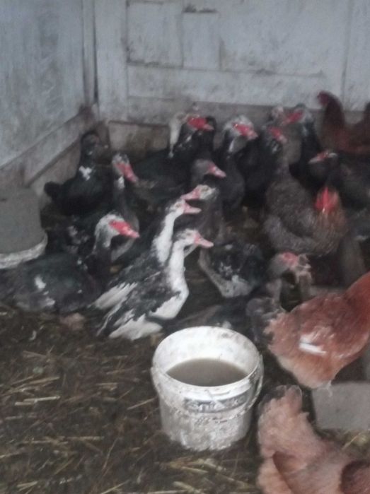 Kaczki Kaczory Sprzedam