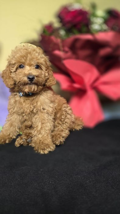 *Maltipoo F1B* mały książę,jak pudelek,  pudel toy maltipoo, badania, wyprawka, loki