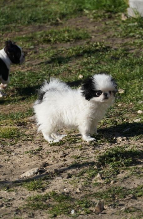 Chin japoński spaniel japoński nie shih tzu FCI