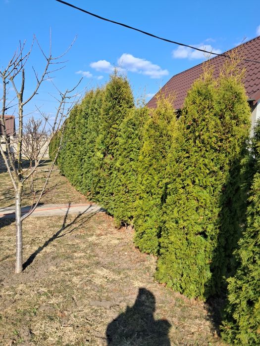 Продам туї висота 1,5 до 3 метра