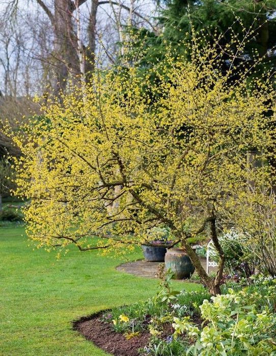 Саджанці _ Кизил