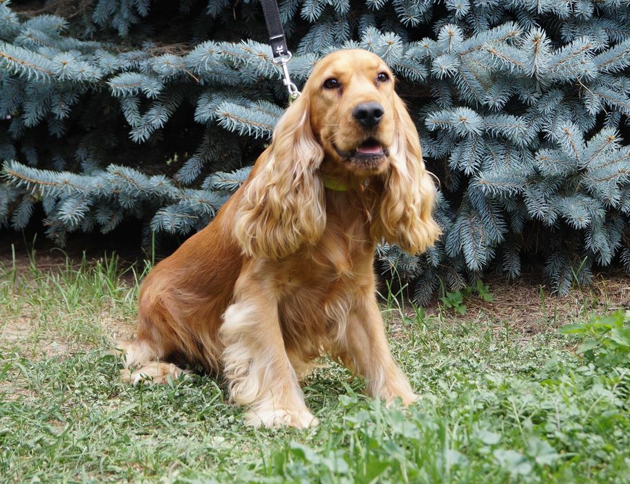 Cocker spaniel angielski PIESEK