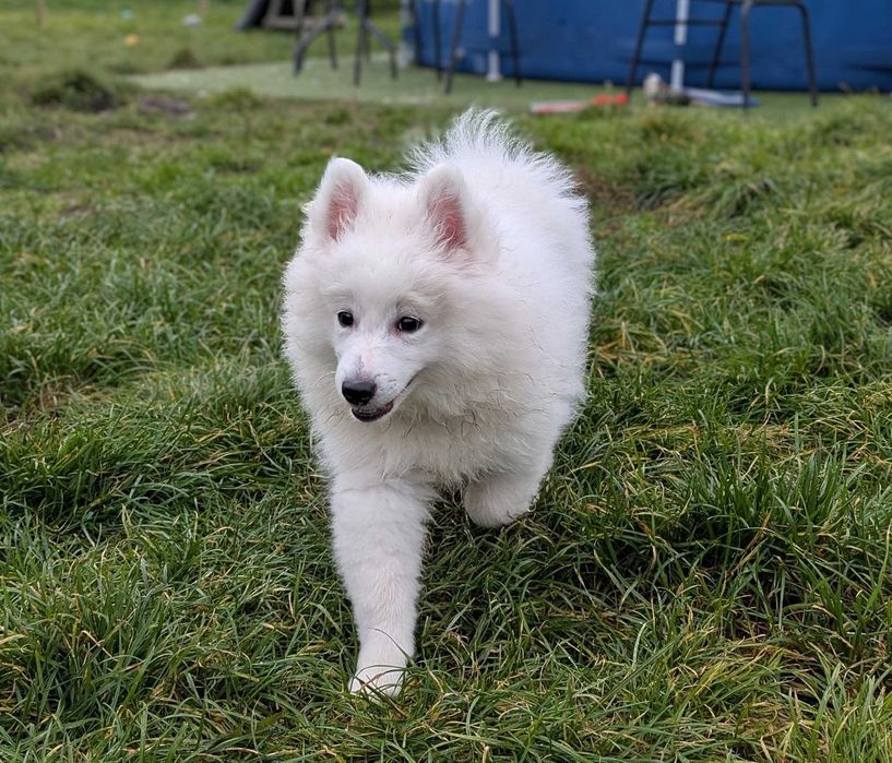 Szpic niemiecki duży BIAŁY, jedyny taki w Polsce!