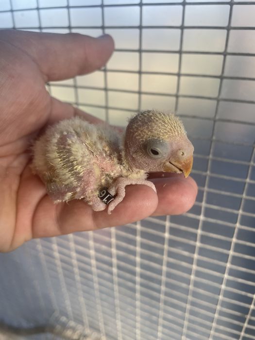 Agapornis Roseicollis