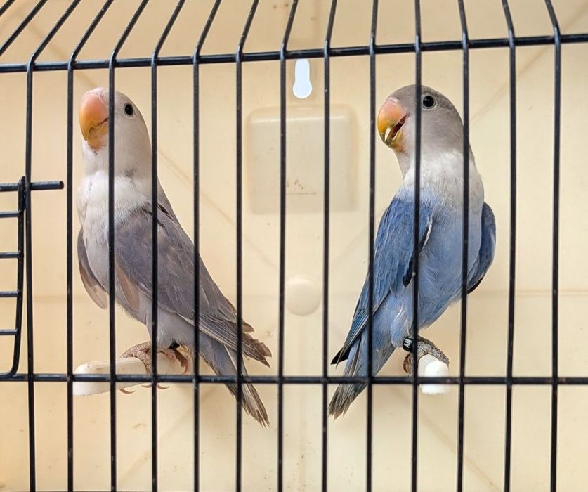 Agapornis roseicollis - casais