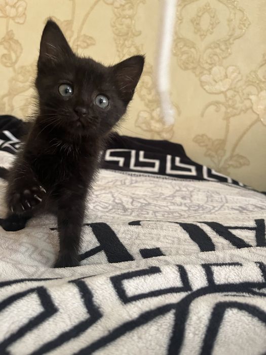 Котики в добрі руки мама висловуха