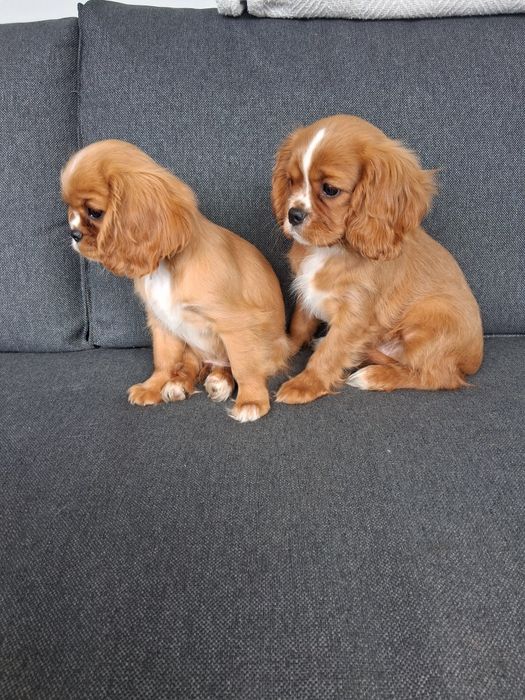 Cavalier King Charles Spaniel - pies ! OSTATNI