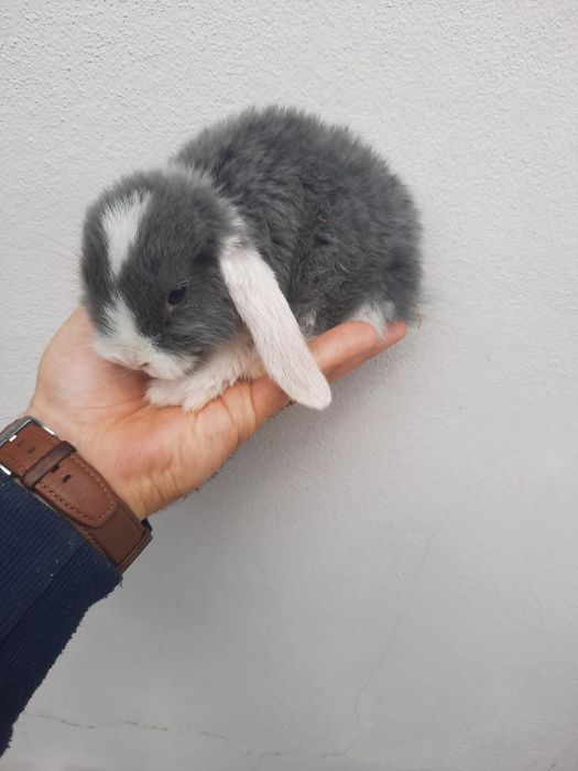 Coelhos anões várias raças