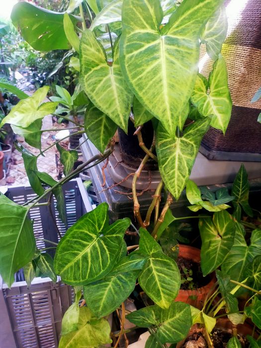 Planta Singonio sem quaisquer tratamento