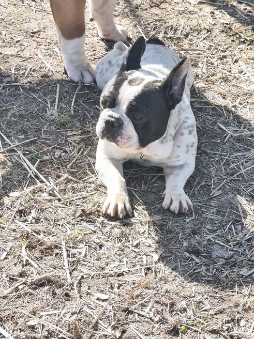 Bulldog francês fêmea