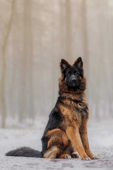 Key cudowny pies szuka cudownego człowieka