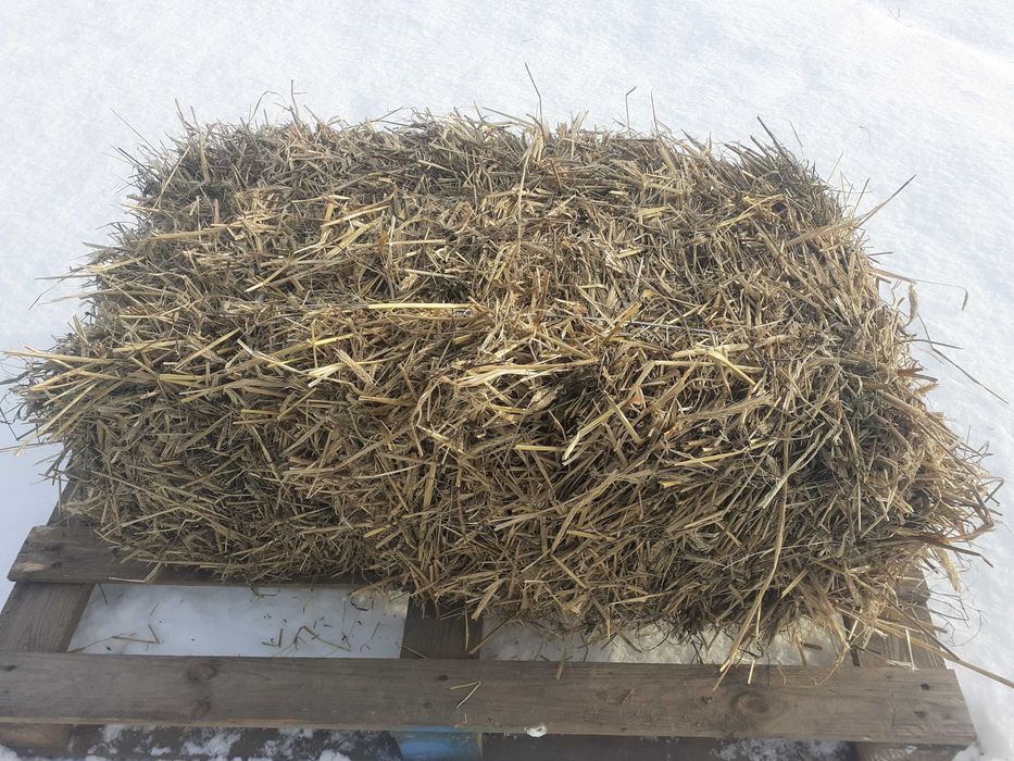 Słoma solidna kostka (90cm x 50cm x 50cm) (ROK 2025)