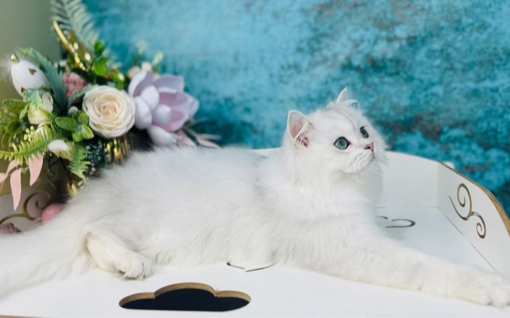 Шотландський котик