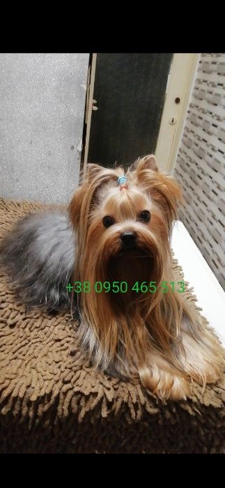 Молодой и активный мини Йорк ждет милых дам. КСУ