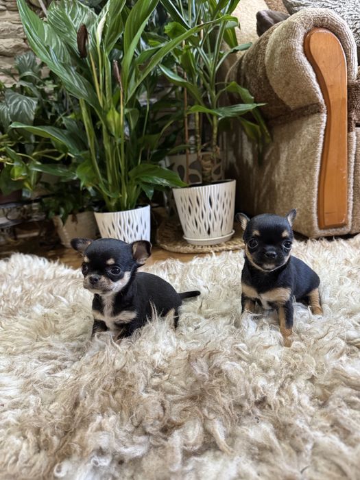 chihuahua krótkowłosy piesek