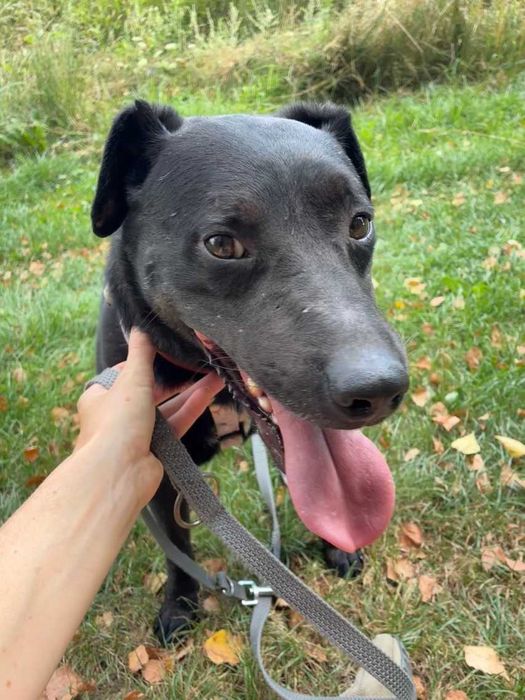 Wygląda jak mniejszy labrador - Mejlo czeka w schronisku