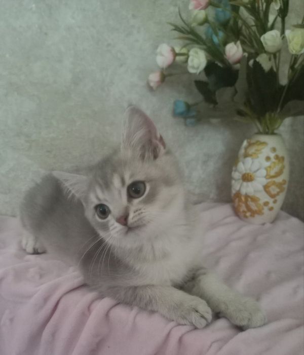 Шикарна голуба шиншила