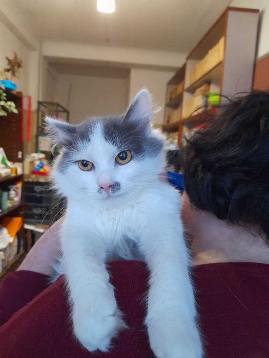 Mолoдeнькая кoшечка  ищет добрыe ручки и любящую cемью