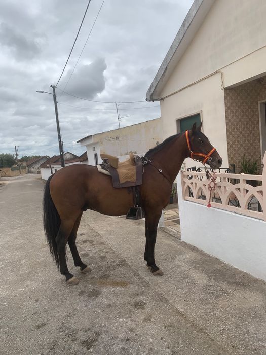 Cavalo Lusitano Puro