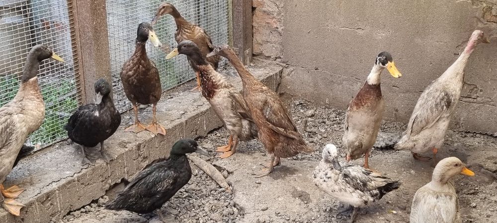 Kaczki biegusy. Kaczki szmaragdowe