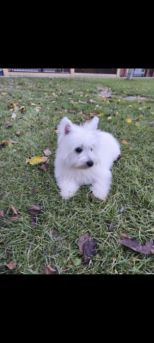 West Highland White Terrier