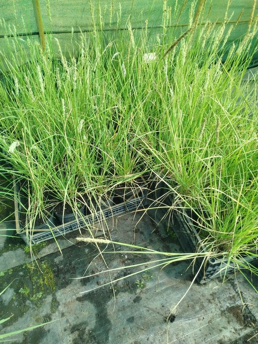 Trawa Sesleria jesienna