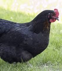 Młode nioski kokoszki kury kaczki brojlery gęsi perliczki