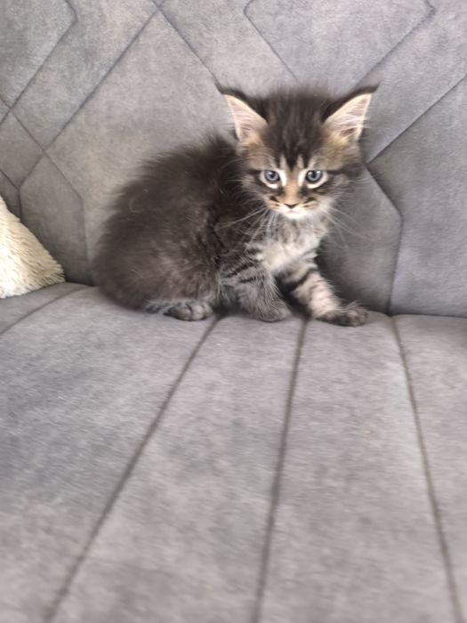 Maine coon kotka