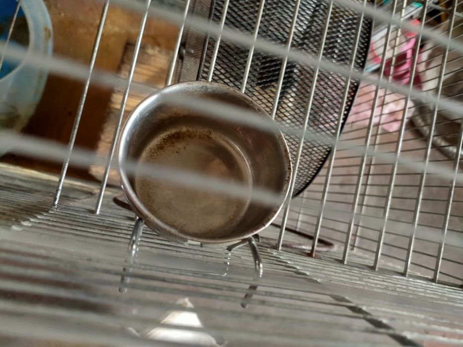 большая клетка для шиншил