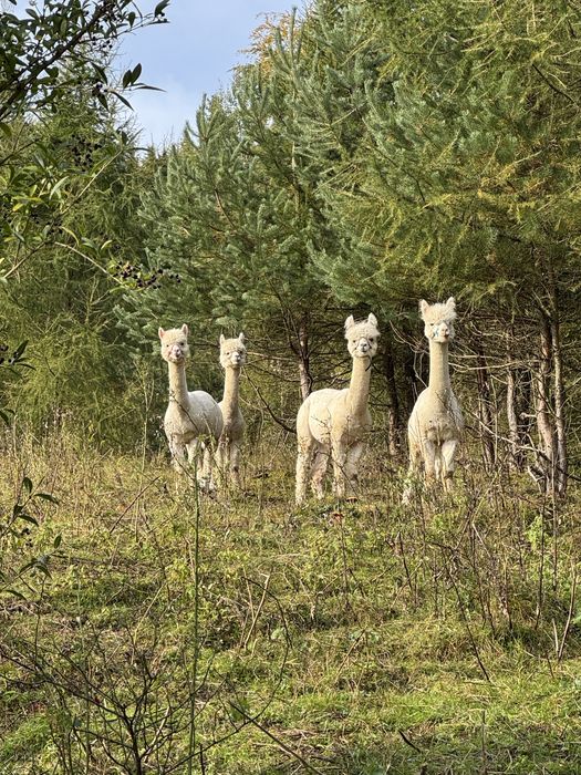 Alpaki na sprzedaż