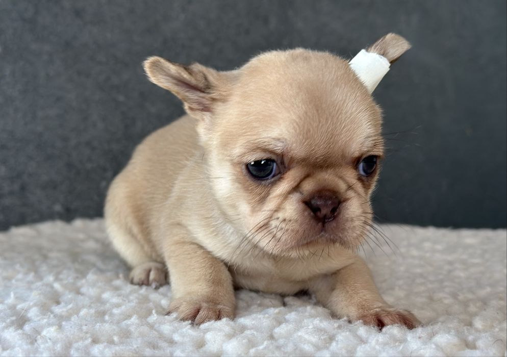 Дівчинка французького бульдога