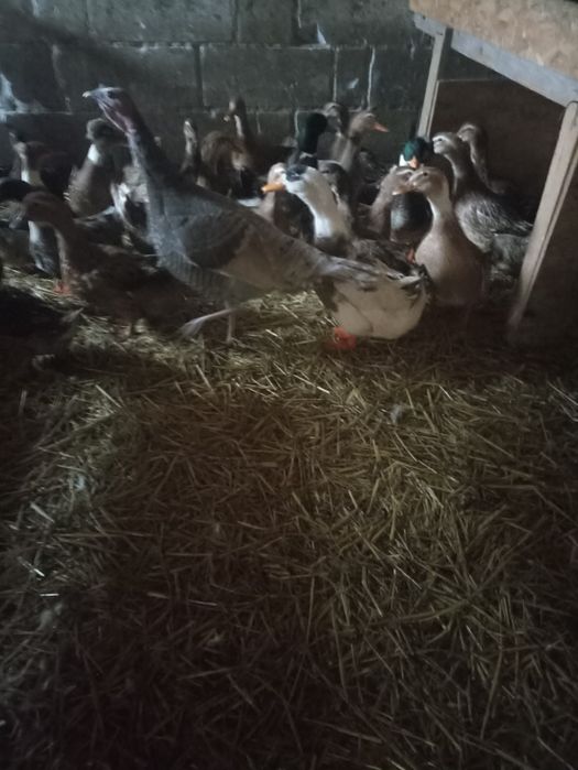 Jaja lęgowe sprzedam