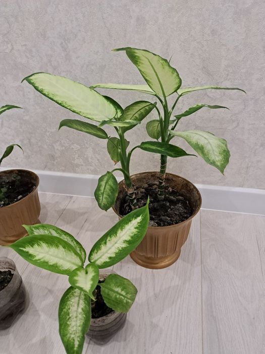 Дифінбахія Каміла