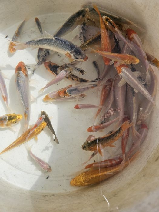 Karp koi lipcówka