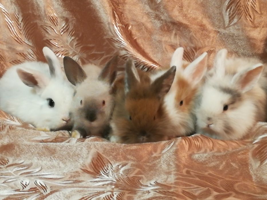Декоративные кролики